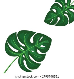 Ilustración gráfica vectorial hoja monstera con fondo blanco