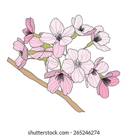 Vector graphic illustration with oriental cherry