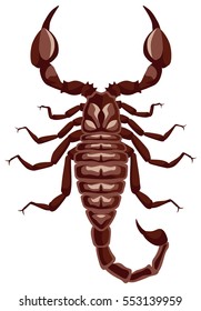 vector graphic illustration of a scorpion, top view