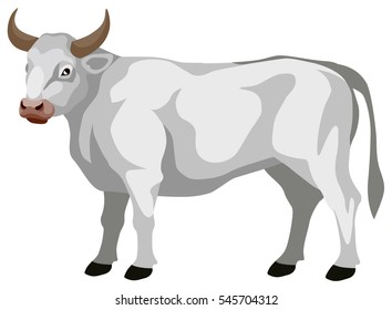 vector graphic illustration of a standing white bull