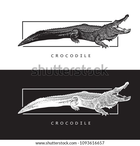 Vector graphic image of American alligator.
Black and white illustration of crocodilian reptile, logotype, clip art in engraving style, design element for logo or template.