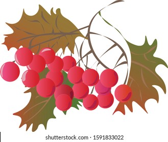 vector graphic image of branches of viburnum
