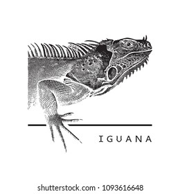 Vector graphic image of iguana.
Black and white illustration of large herbivorous lizard, logotype, clipart in engraving style, design element for logo or template.