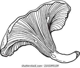 vector graphic image of mushroom camelina in sketch style black and white graphics