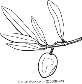 vector graphic image of an olive branch with a fruit in a sketch style black and white graphics