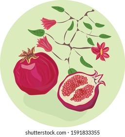 vector graphic  image of pomegranate fruits