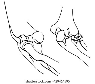 Vector. Graphic image of various provisions of the elbow joint. Set different positions 