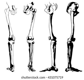 Vector. Graphic image of various provisions of the leg bones feet. Set different positions 