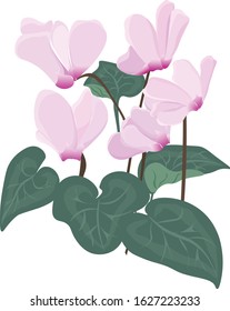 Vector graphic isolated image of cyclamen flower