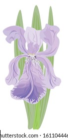 Vector graphic isolated image of iris flower