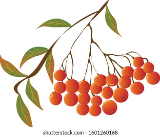 Vector graphic isolated image of rowan branch