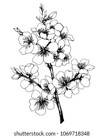 Vector, graphic of Japan cherry (sakura) with flowers. Black and white outline illustration.