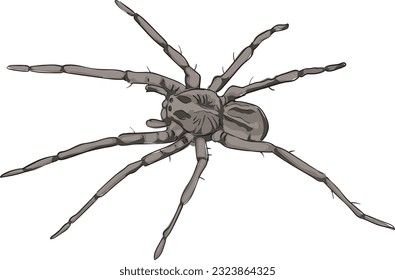 Vector graphic of a large wolf spider which hunt rather than spin webs