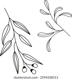 Vector graphic line art botanic illustration of branches with leaves
