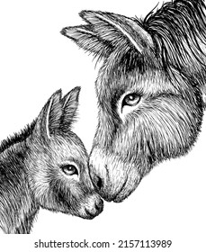 Vector graphic linear illustration of donkey and colt in engraving style