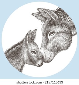 Vector graphic linear illustration of donkey and colt in a circle, in engraving style