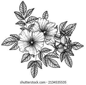 Ilustración lineal vectorial de una flor, hojas y bayas de rosa silvestre en una rama en el estilo de grabado