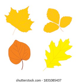 vector graphic of maple leaf. autumn season.