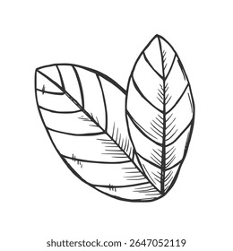 Vector graphic monochrome floristic base with leaves. Simple leaf sketch
