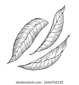 Vektorgrafik monochrome floristische Basis mit Blättern. Einfache Blattskizze
