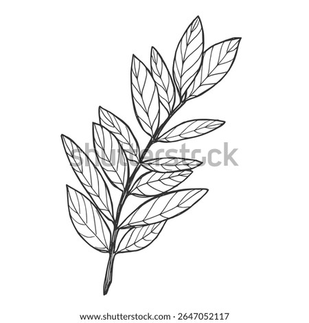 Vector graphic monochrome floristic base with leaves. Simple leaf sketch