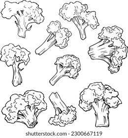 Vector graphic monochrome set with broccoli pieces - an ingredient in national cuisines. National Asian Kitchen Contour Collection. Image for textiles, scrapbooking, restaurant menus