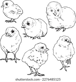 Vector graphic monochrome set with chicken in different poses. Horizontal spring set for Mother's Day and Easter. Image for textiles, chancery, design, scrapbooking