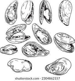 Vector graphic monochrome set with Korean cuisine ingredient: mussels. Asian Contour Collection of National Cuisines. Image for textiles, scrapbooking, restaurant menu