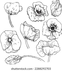 Vector graphic monochrome set with poppy buds. Spring Floristic Collection for Weddings, Birthdays. Image for textiles, chancery, design, scrapbooking
