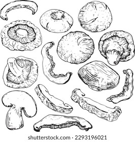 Vector graphic monochrome set with shiitake mushroom pieces - an ingredient in national cuisines. National Asian Kitchen Contour Collection. Image for textiles, scrapbooking, restaurant menus