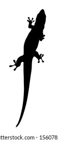 Vector graphic outline of a Madagascar day gecko.