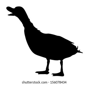 Vector graphic outline of a mallard duck.