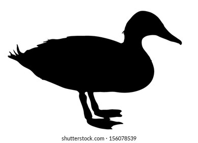 Vector graphic outline of a mallard duck.