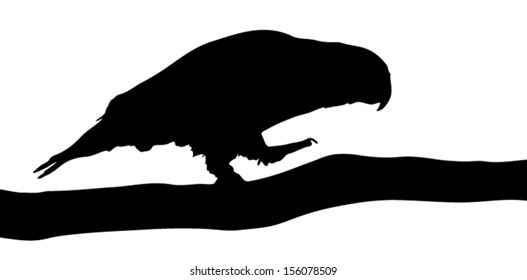 Vector graphic outline of a maximillian pionus parrot.