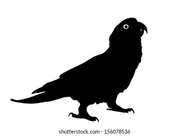 Vector graphic outline of a paradise gold capped conure.