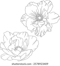 Vector graphic poppy flowers hand-drawn illustration