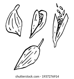 Vector graphic in realistic style isolated on white background. Cardamom seeds aromatic hot spices black and white contour hand drawn illustration