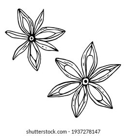 Vector graphic in realistic style isolated on white background. Anise stars aromatic hot spices black and white contour hand drawn illustration