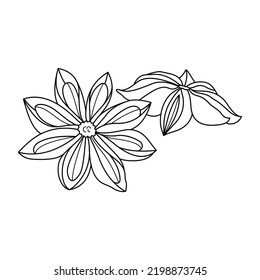 Gráfica vectorial en un estilo realista aislado en fondo blanco. Ilustración dibujada a mano de las estrellas anís especias calientes aromáticas de contorno blanco y negro