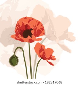 Vector graphic of red papaver, square card