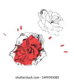 Vector graphic rose print with ink pen.