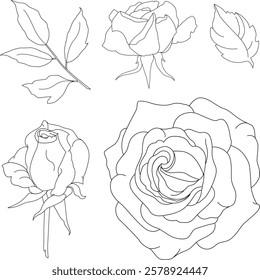 Vector graphic roses flowers, buns and leaves hand-drawn illustration