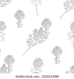 Vector graphic seamless pattern with medicinal plant chabrec on a white background