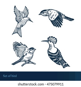 vector graphic set with birds,