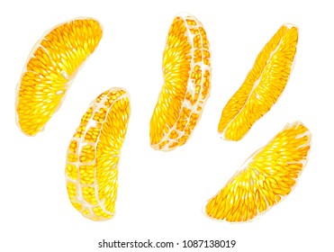 Vector graphic set with citrus orange fruit tree slices of different shapes in bright colors