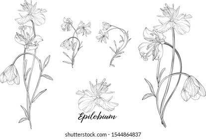 Vector graphic set of floral elements. Epilobium