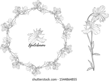 Vector graphic set of floral elements. Epilobium