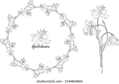 Vector graphic set of floral elements. Epilobium