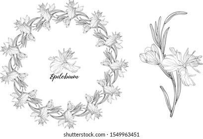 Vector graphic set of floral elements. Epilobium