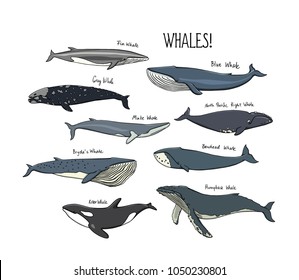 9,092 Gray whale Images, Stock Photos & Vectors | Shutterstock